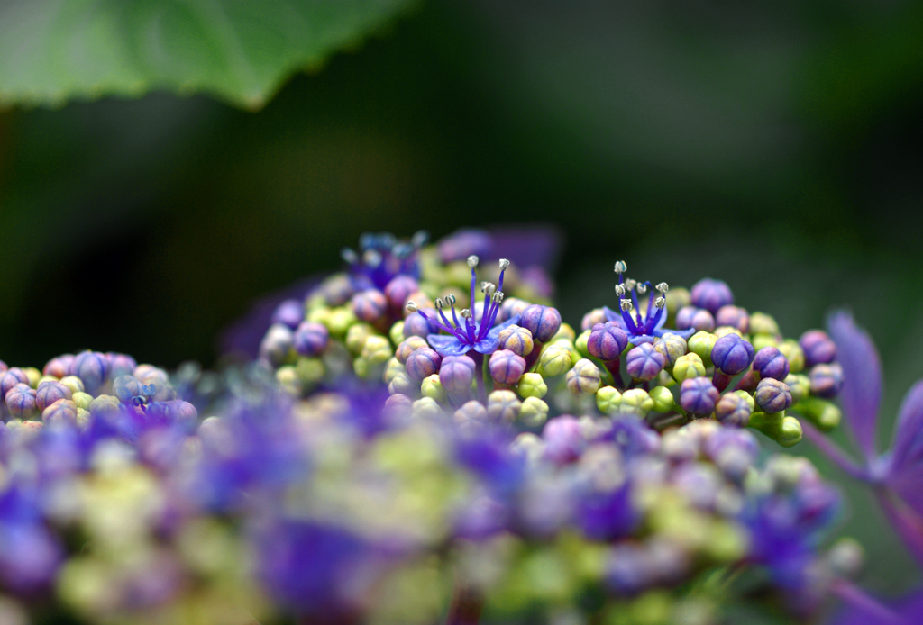 ガクアジサイ　IMGP2010zz