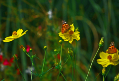 蝶の来る苑　P1700831zz