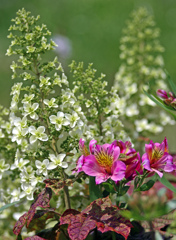 柏葉紫陽花とアルストロメリア IMG8847zz