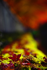 落葉の舞　IMGP0830zz