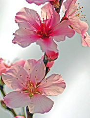 ピンクのアーモンド花　IMGP5889zz