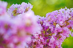 夏の花といえば‥　P1210879zz