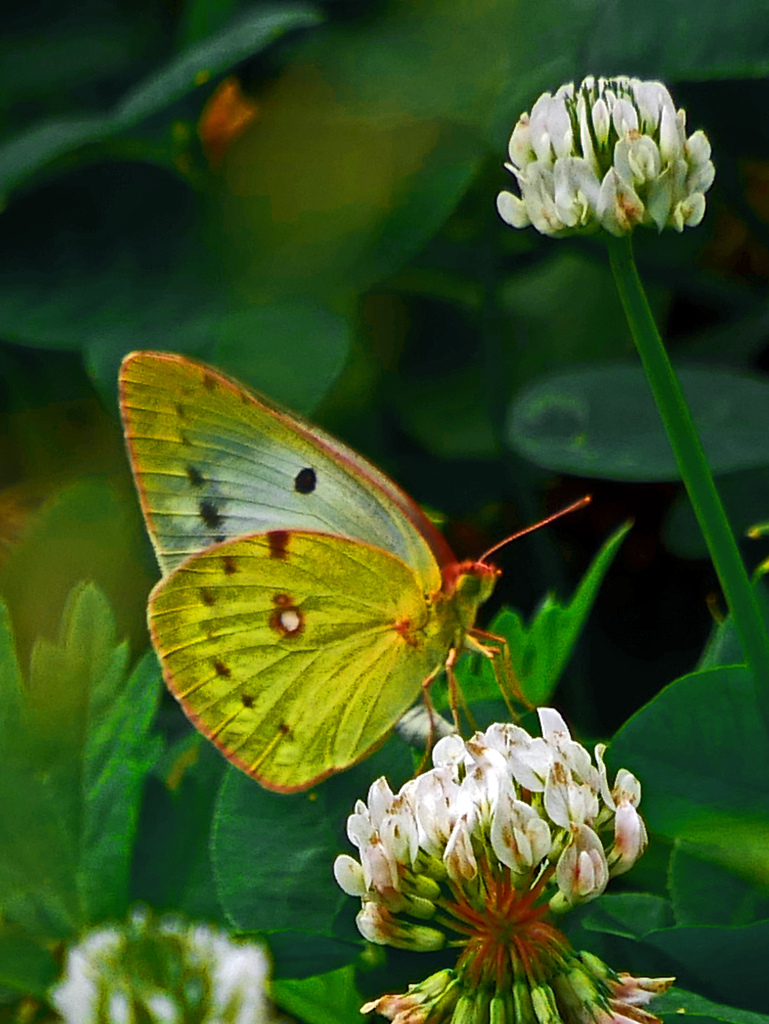モンキチョウとクローバー　P1570072zz