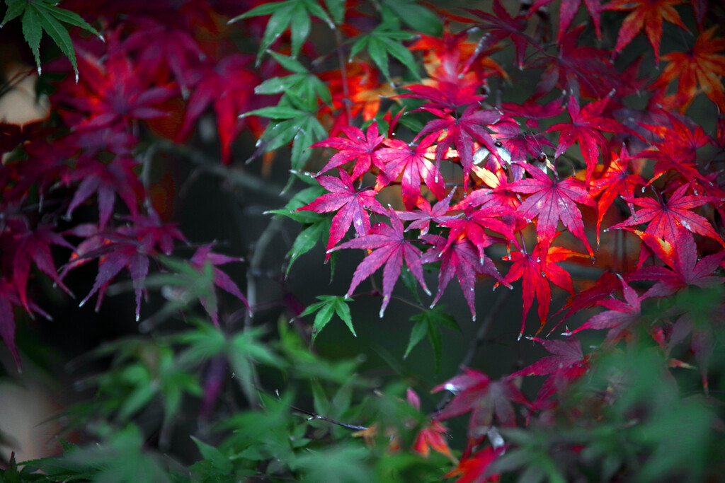 スポットライト　IMGP0783zz