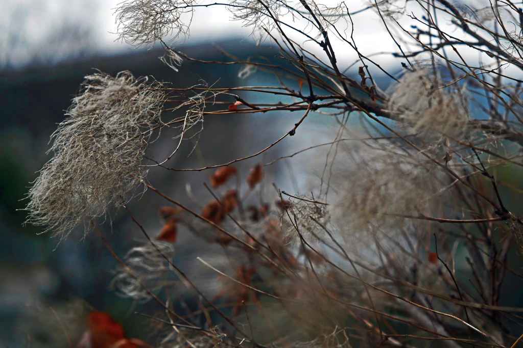 冬の木　P1330073z