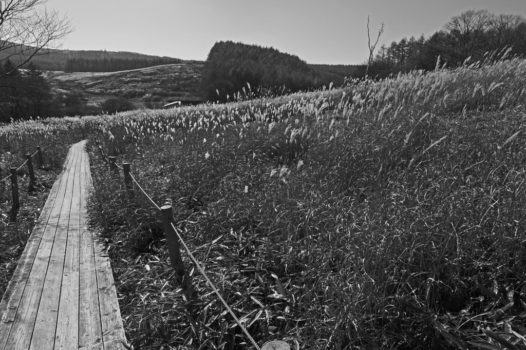 晩秋の湿原　P1046692zz