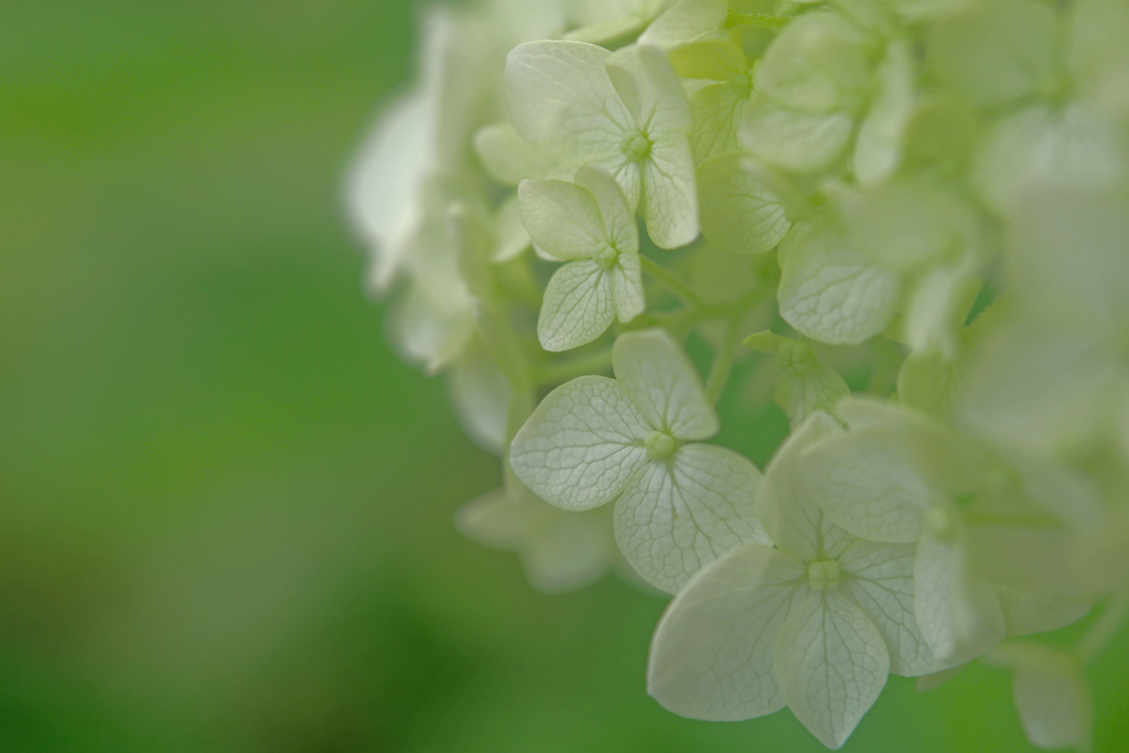 白い紫陽花　P1200305zz