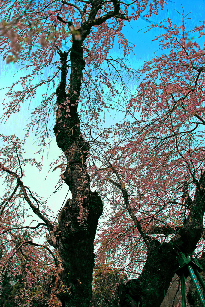 貞麟寺の枝垂桜　IMGP2914zz