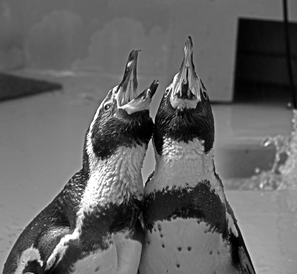 吠える！　P1087505zz