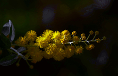 パールアカシア　P1310780zz