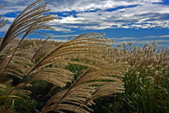 秋の景　IMGP0546zz