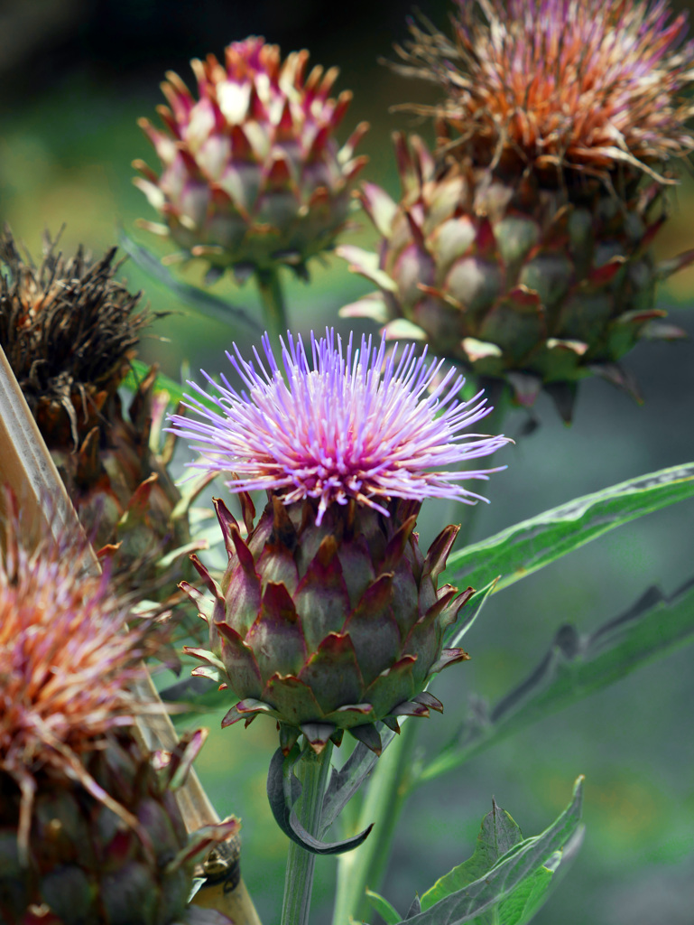 カルドン　P1580783z