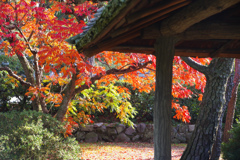 紅葉の披雲閣庭園　IMGP8508zz