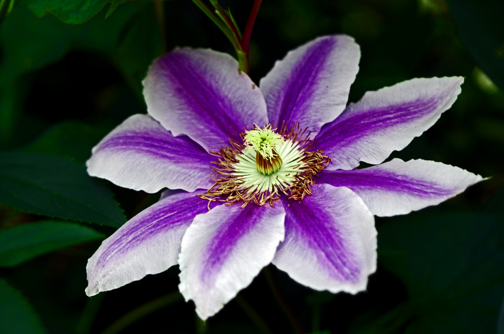 一輪の鉄線花　IMG8393zz