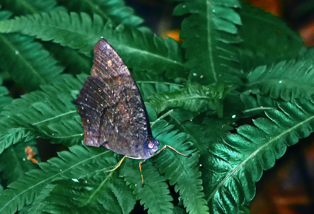ウスイロコマノチョウですか？　P1630563zz