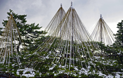 雪吊り　IGP9273zz