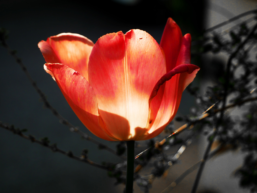 朝の光 花雪洞   P1160923zz