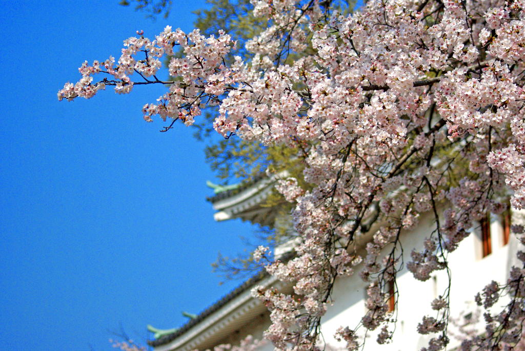 花の城　IMGP8780