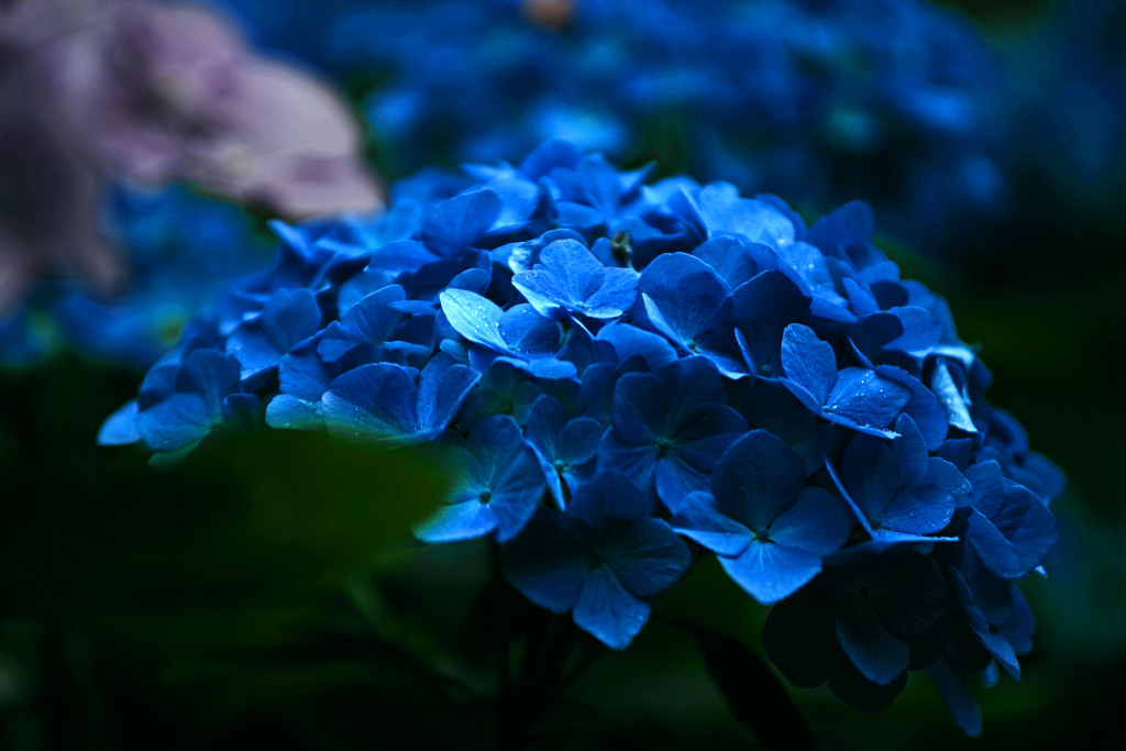 紫陽花ブルー　IMGP7883zz