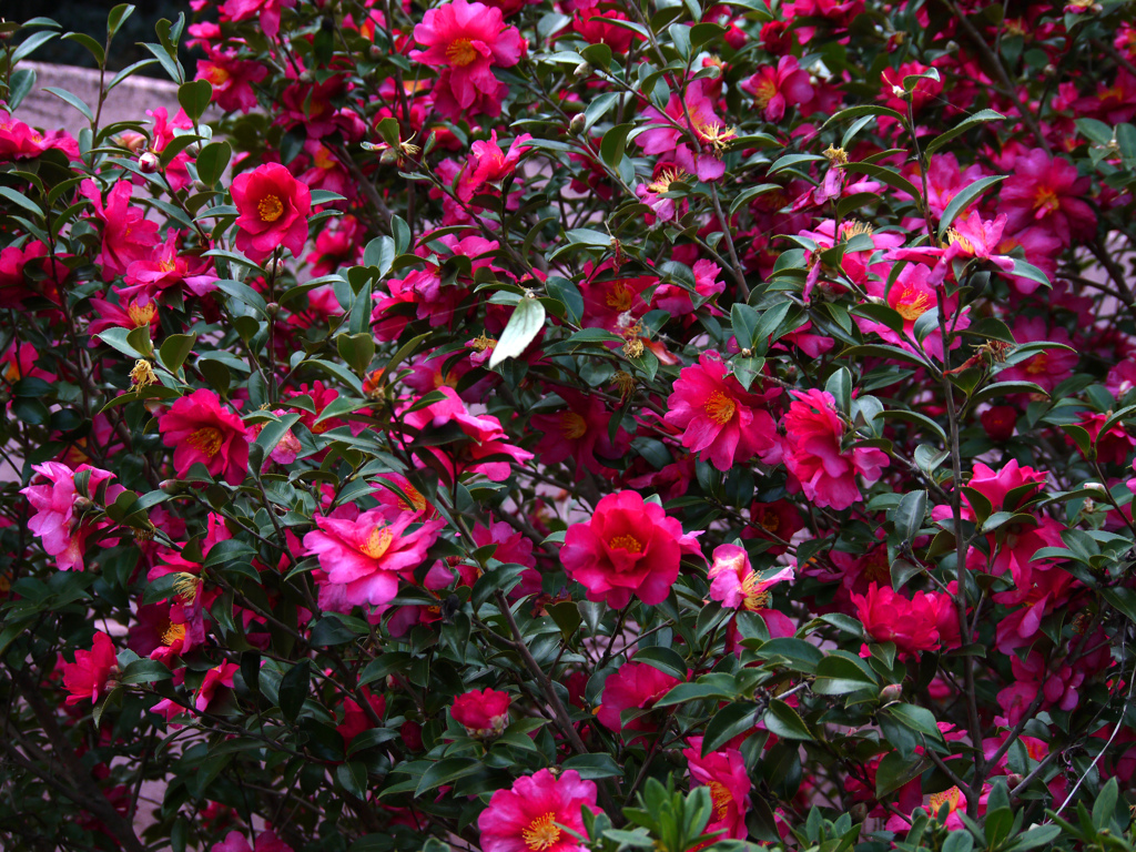 山茶花咲く　P1180272zz