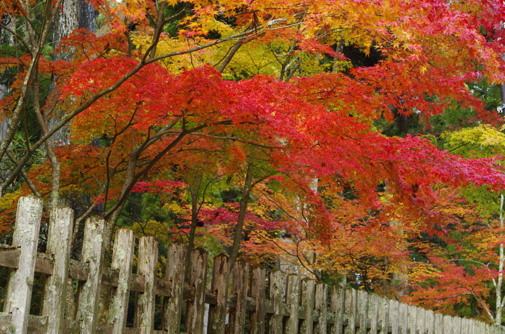 紅の帳(とばり)　　_IGP9426zz