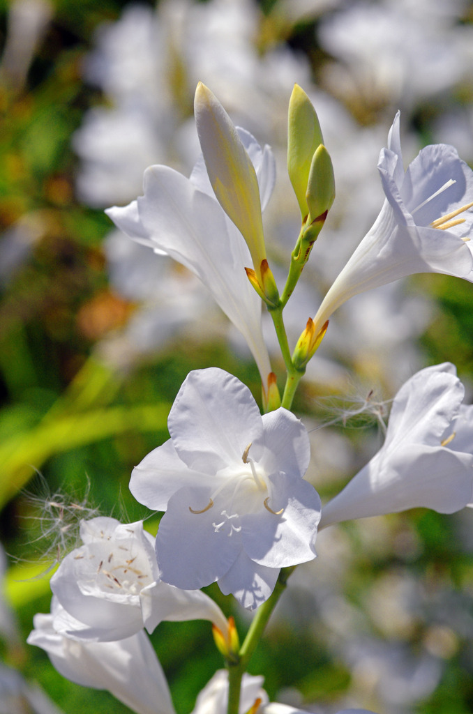 白いワトソニア　IMG8695zz