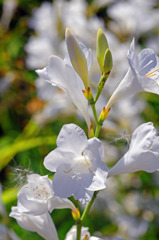 白いワトソニア　IMG8695zz