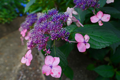 紫陽花の小径　P1086858zz