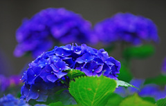紫陽花ブルー　IMGP784z