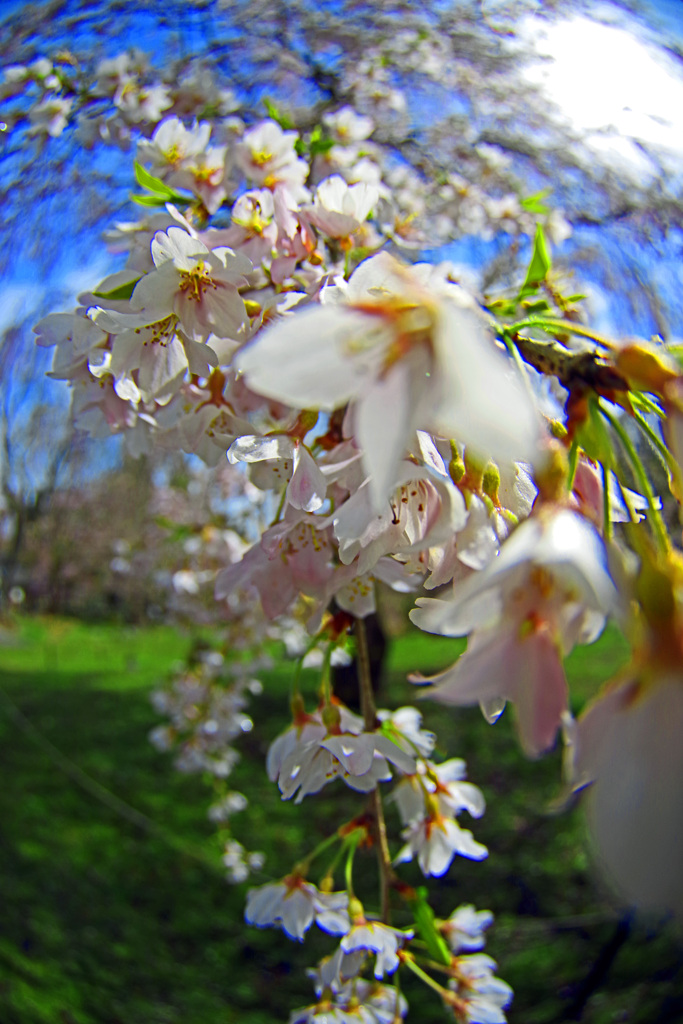 桜の笑顔  IMGP2906zz