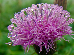 雨の贈り物　DSC04376