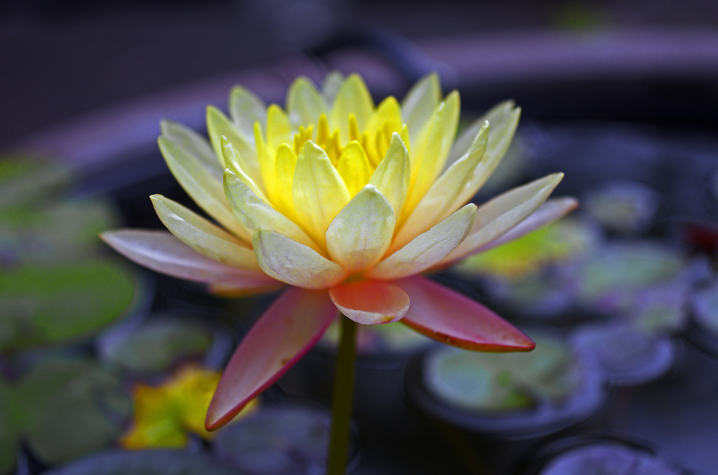 Yellow water lily　_IGP7285zz