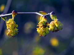 いつもの場所で咲いていました　P1090619zz