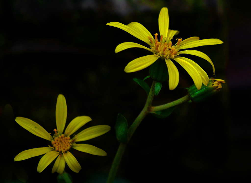 ツワブキの花　P1770777zz