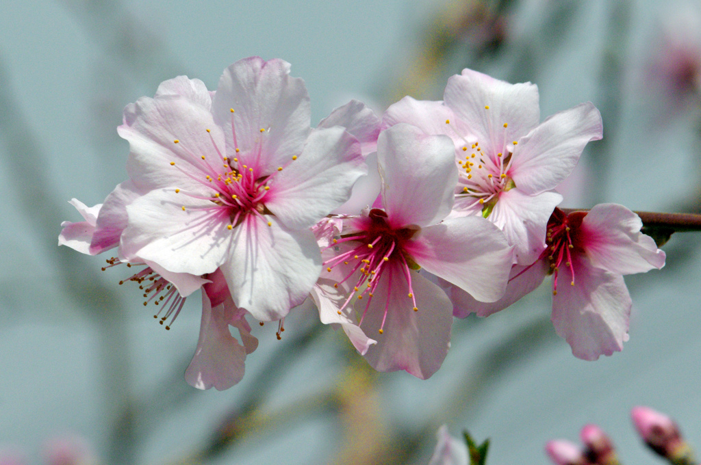 可憐な花　IMGP5808zz