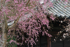 菩提院の枝垂桜IMGP3330zz