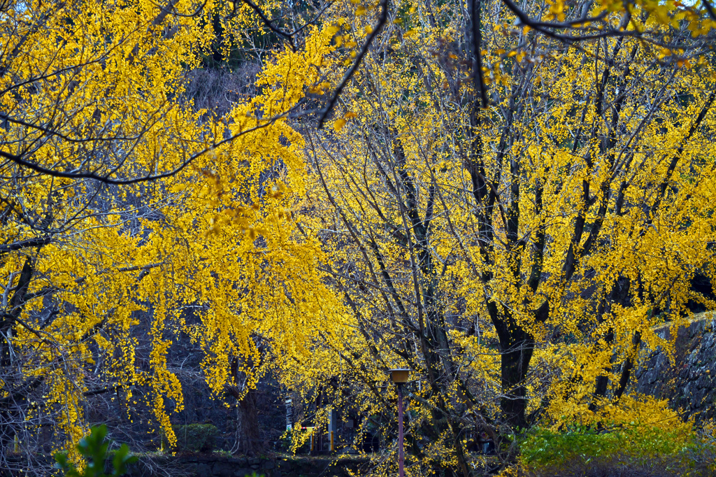 晩秋を彩るⅡ　P1146575zz