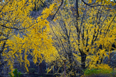 晩秋を彩るⅡ　P1146575zz