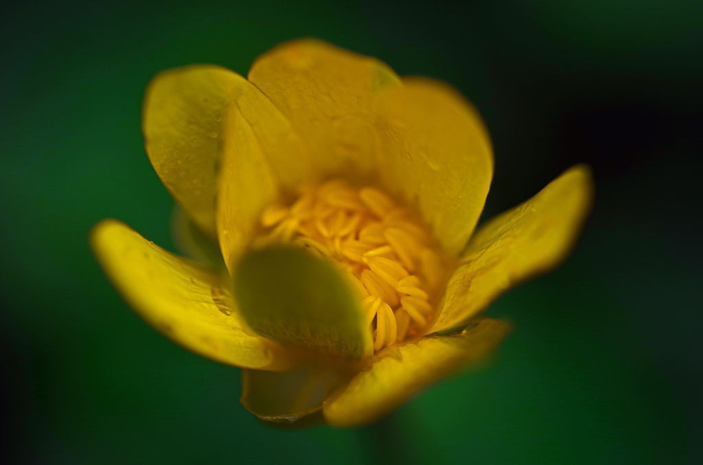 ヒメリュウキンカ　IMGP0485zz