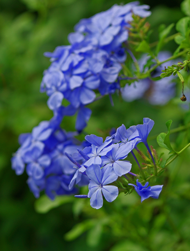 瑠璃茉莉　IMG1732zz