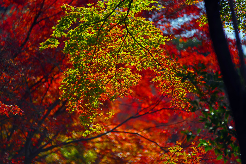 燃える椛と青椛　IMGP0207zz