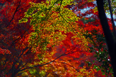 燃える椛と青椛　IMGP0207zz