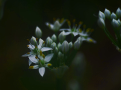 野蒜の花　P1380797zz