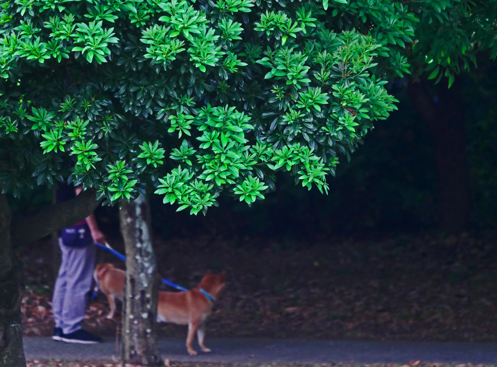 夕方のお散歩　P1550280zz