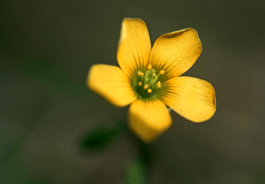 路傍に咲く小さき花　IMGP2560zz