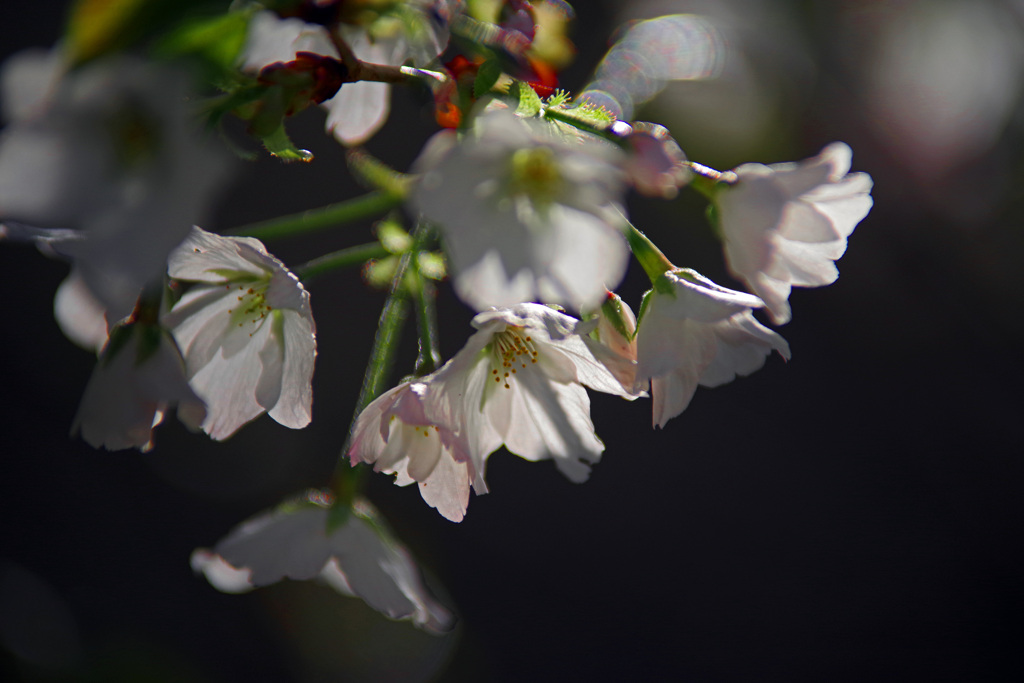 花　影Ⅱ　IMGP3973zz
