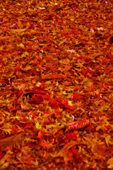 紅い絨緞　IMGP1737zz