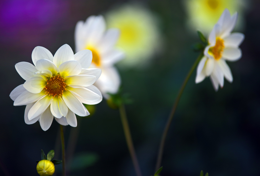 白いダリア　IMGP3208zz