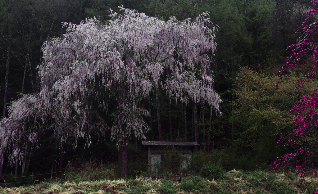 花桃の里に咲く枝垂れの桜　IMG8663zz
