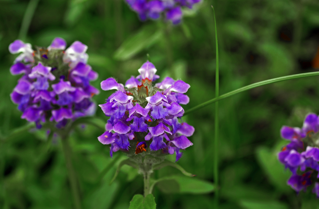 ウツボグサ　P1190217zz